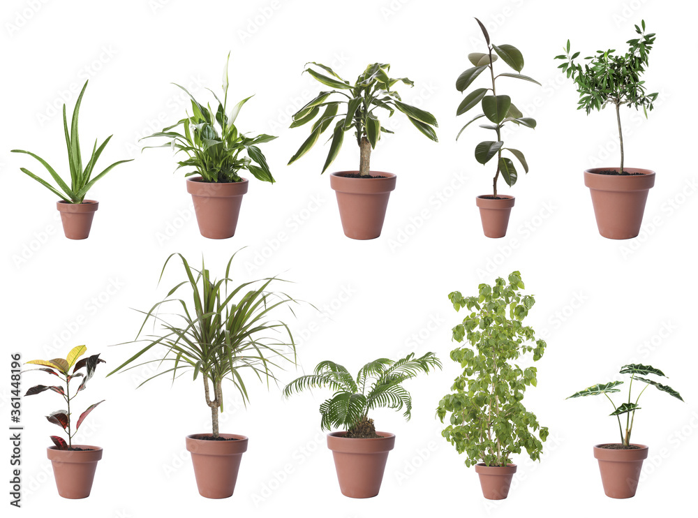 Set of different houseplants in flower pots on white background