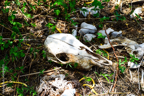 Skull of Leopard Prey