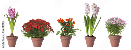 фотографія Set of blooming plants in flower pots on white background