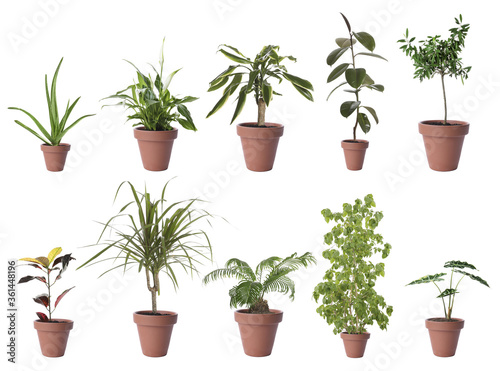 Set of different houseplants in flower pots on white background