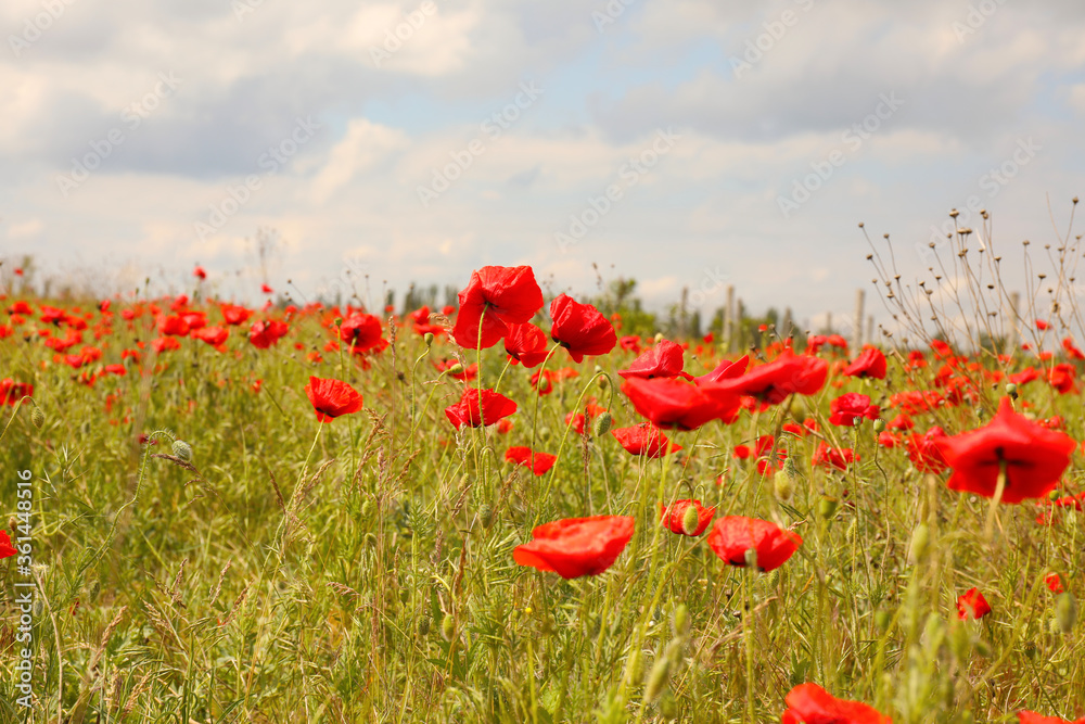 Obraz premium Beautiful red poppy flowers growing in field