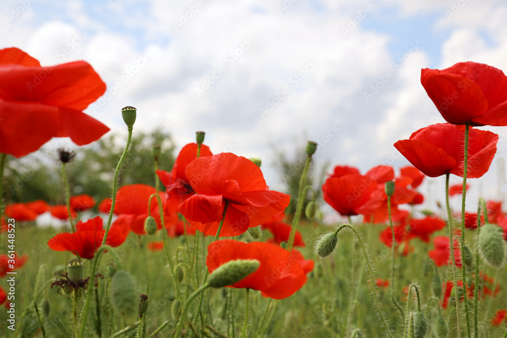 Obraz premium Beautiful red poppy flowers growing in field, closeup