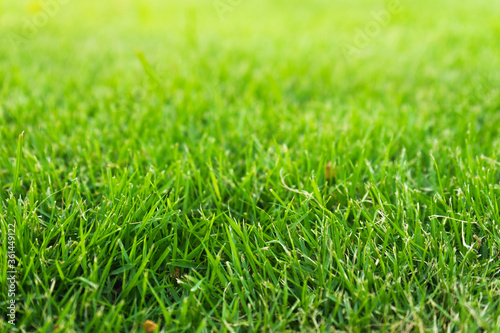 Close up fresh green grass field.