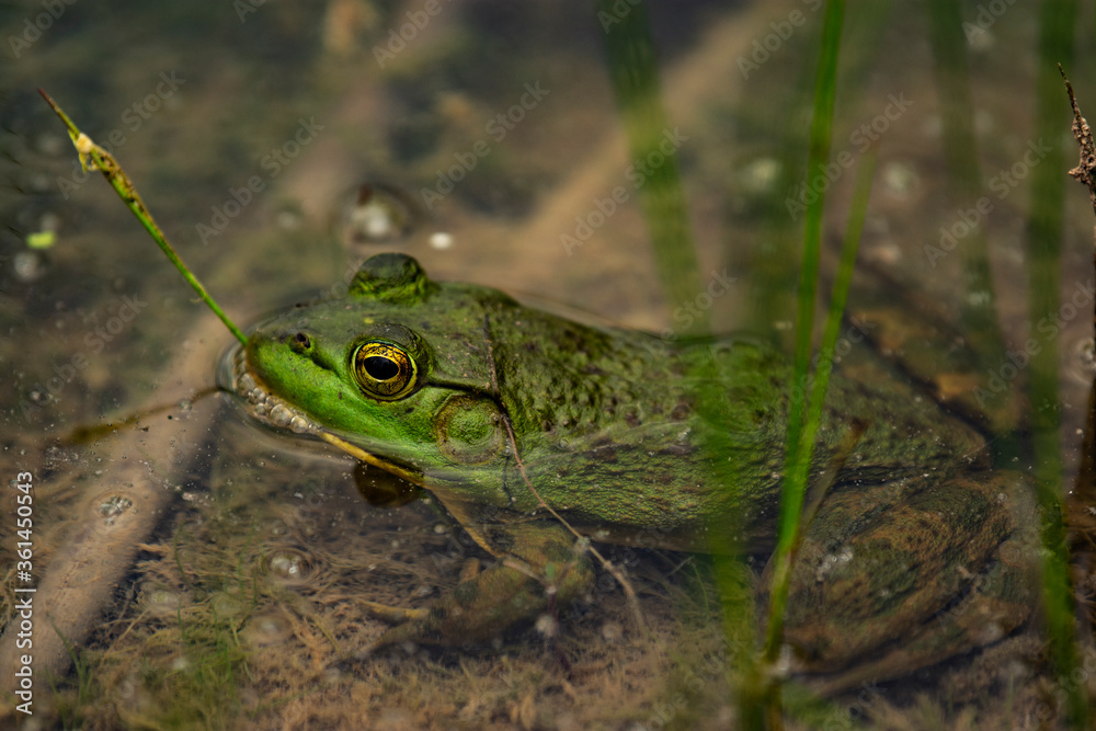 Obraz premium Green Frog