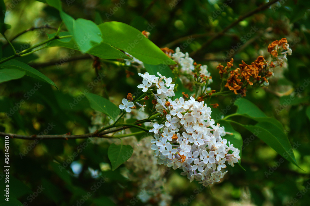 Cute little flowers among thick green foliage. Cute little flowers among thick green foliage.
