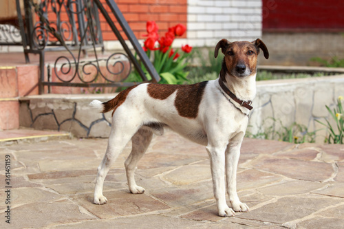Fotografie Dog breed smooth fox terrier