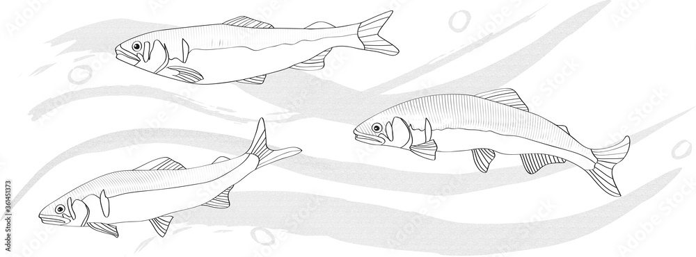 清流を泳ぐ鮎の線画イラスト モノクロ Stock Vector Adobe Stock