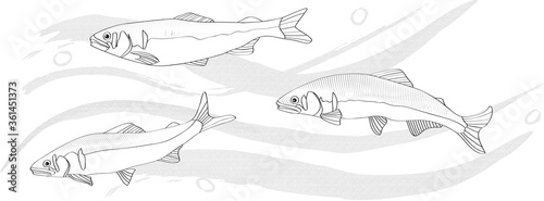 清流を泳ぐ鮎の線画イラスト モノクロ