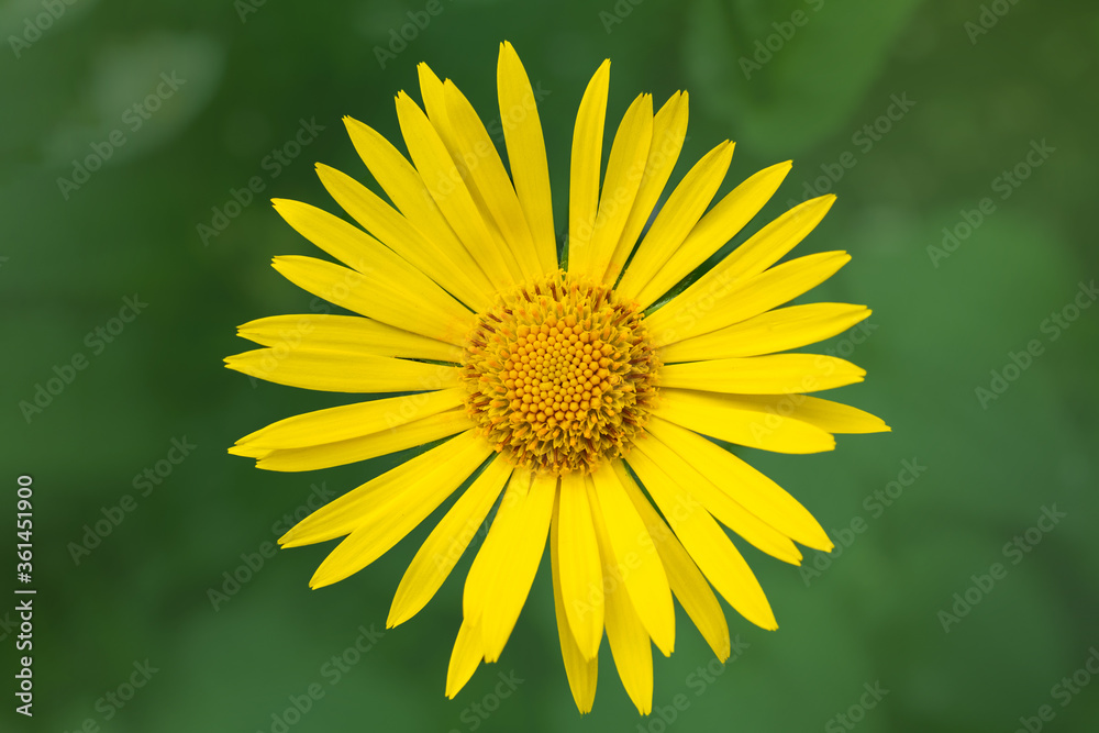 Obraz premium yellow Daisy on a blurry green background close-up, top view