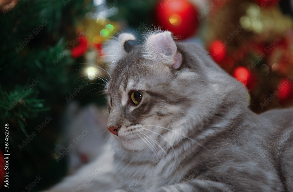 American curl Cat American curl Cat