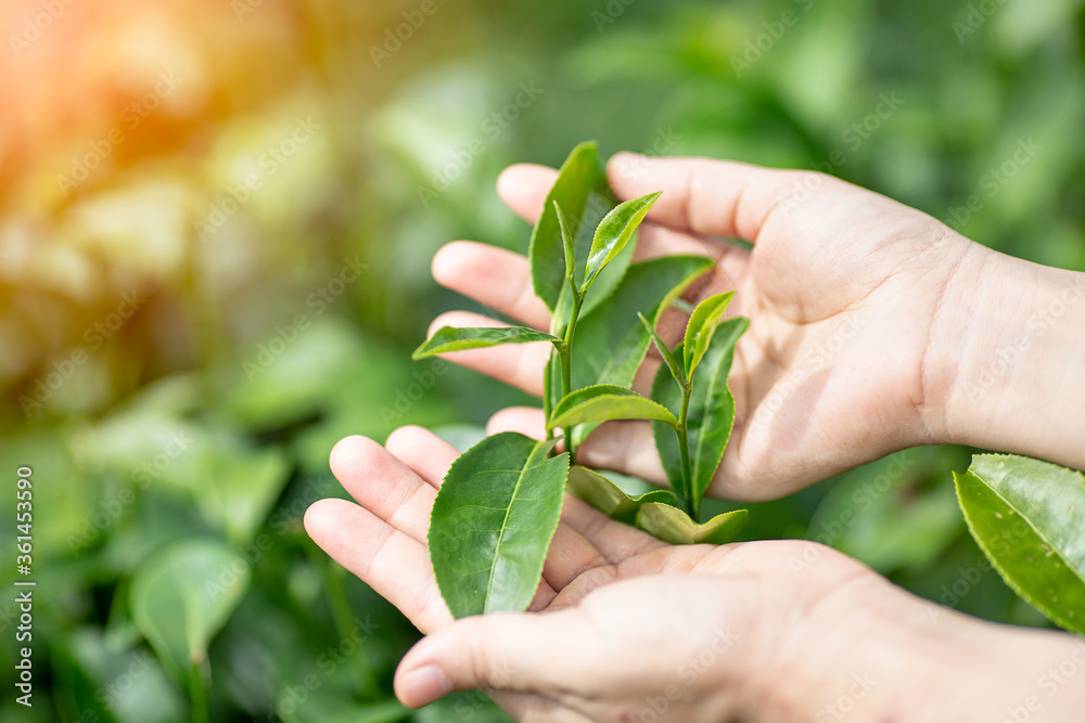 Fresh tea leafs in woman's hand, at tea garden, chiang mai, thailand. Fresh tea leafs in woman's hand, at tea garden, chiang mai, thailand.