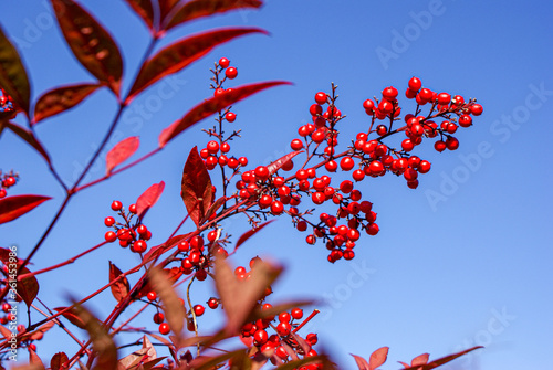 真冬の寒い季節に赤い実をつけるナンテンの木