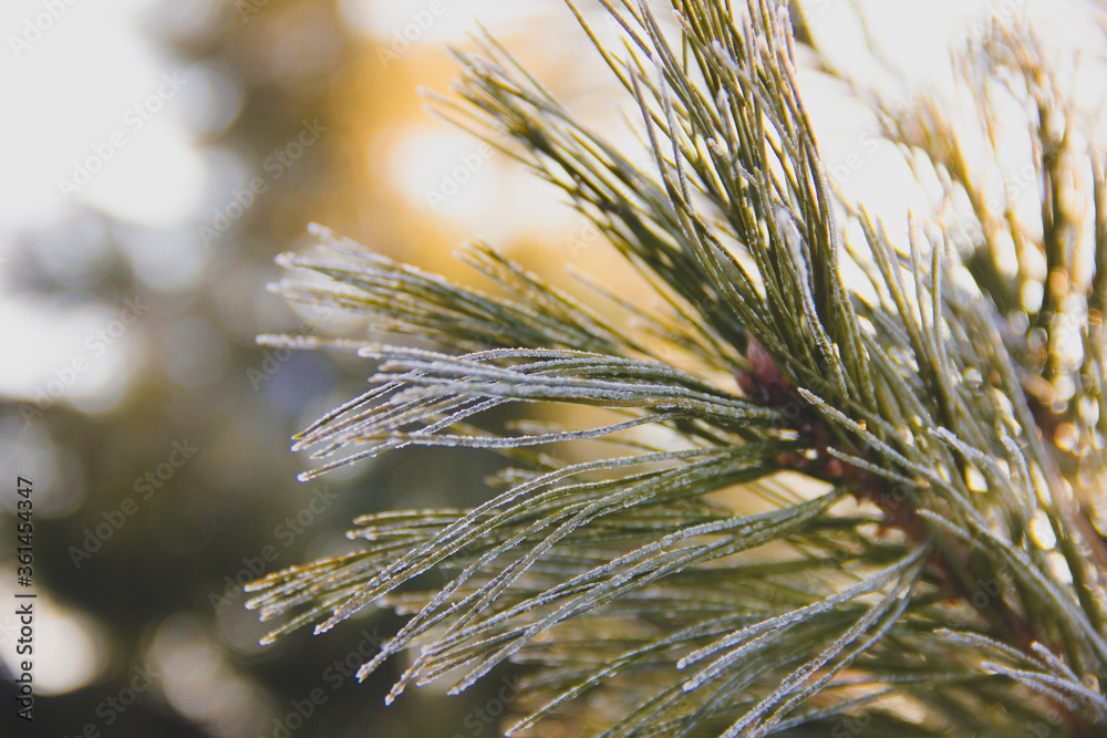 branches ate in frost in freezing weather. frost froze nature. branches ate in frost in freezing weather. frost froze nature.