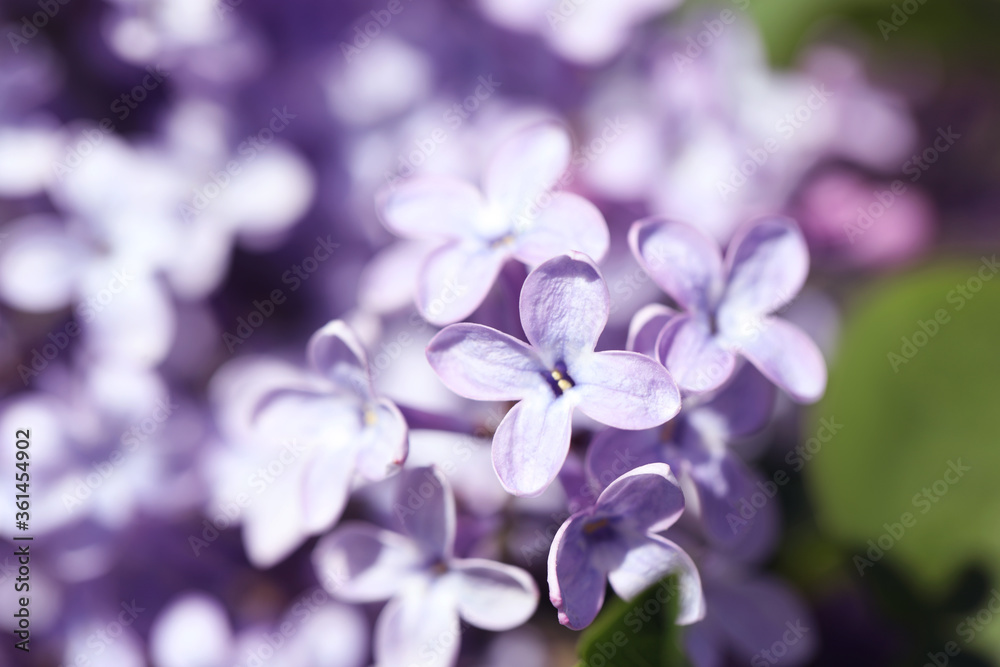 Closeup view of beautiful blooming lilac shrub outdoors Closeup view of beautiful blooming lilac shrub outdoors