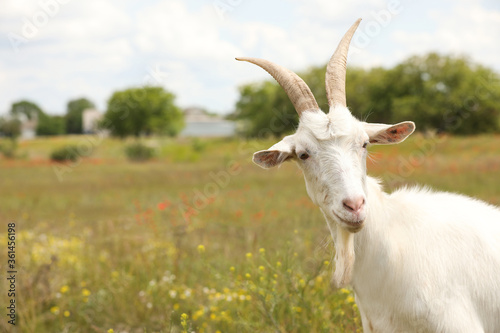 Beautiful white goat in field, closeup. Animal husbandry