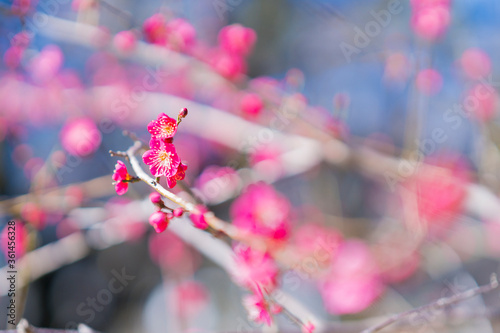 花, 自然, とぶ, 全盛期, 植える