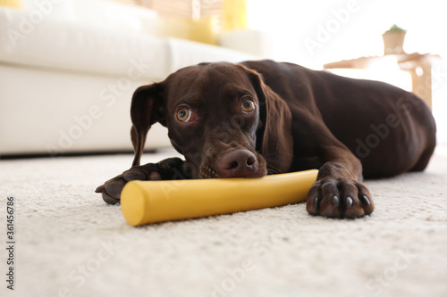 Cute German Shorthaired Pointer dog playing with toy at home © New Africa