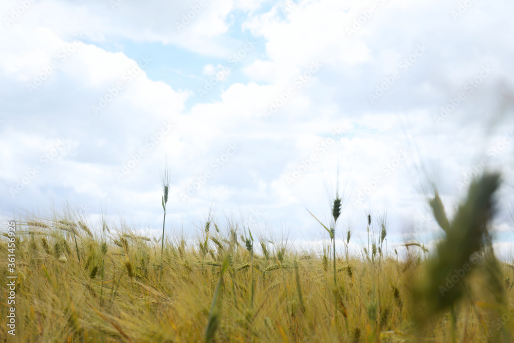 Obraz premium Beautiful agricultural field with ripening cereal crop