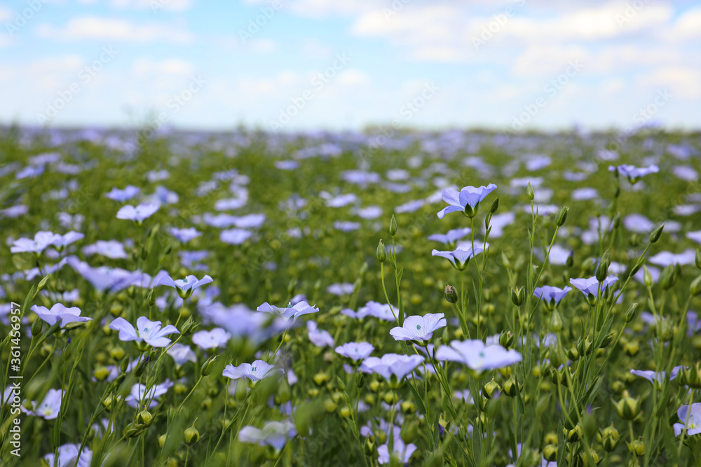 Beautiful view of blooming flax field on summer day Beautiful view of blooming flax field on summer day