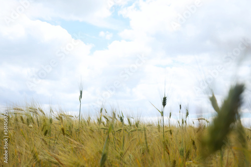 Beautiful agricultural field with ripening cereal crop