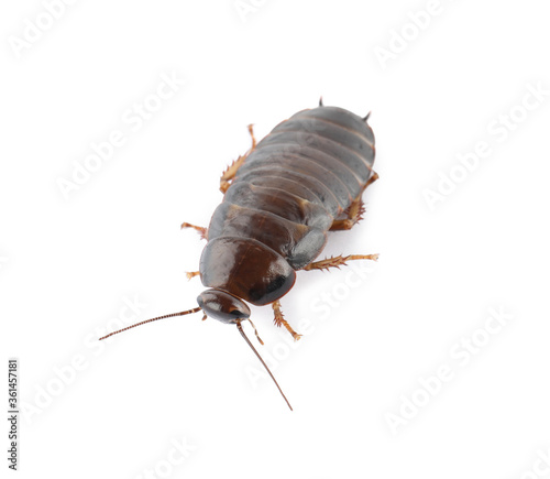 Brown cockroach isolated on white. Pest control © New Africa