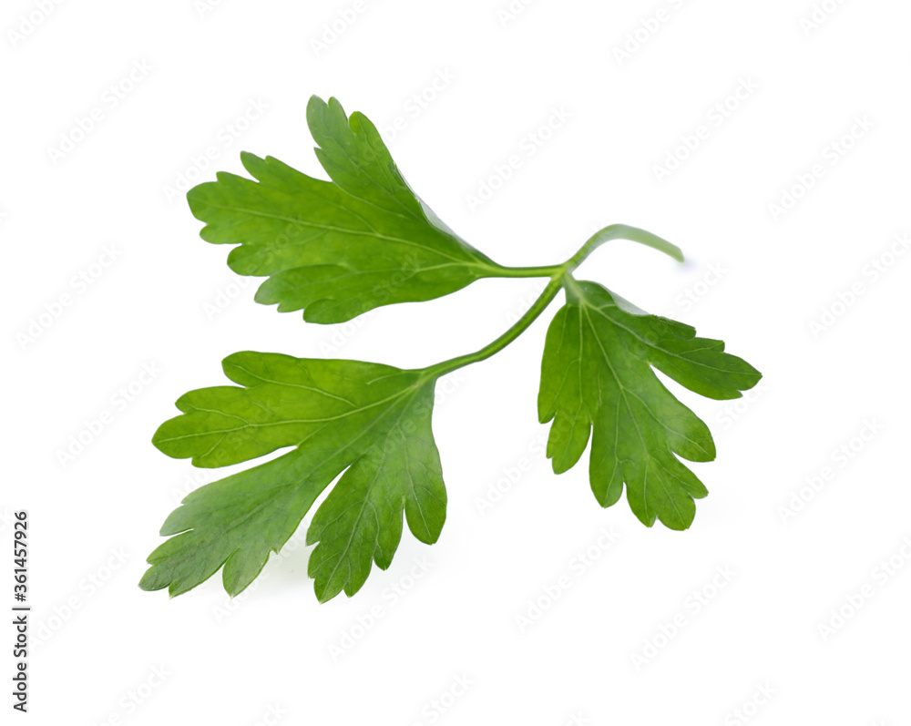 Aromatic fresh green parsley isolated on white Aromatic fresh green parsley isolated on white