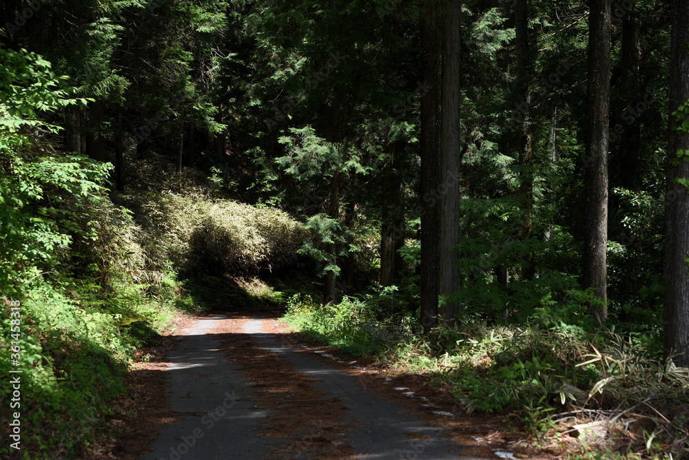 Obraz premium 日本の林道の風景