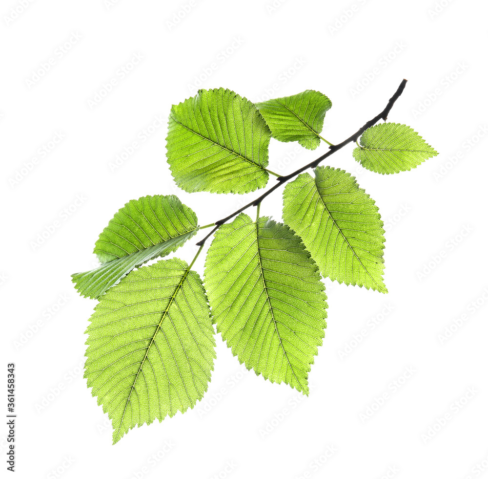 Branch of linden tree with young fresh green leaves isolated on white. Spring season Branch of linden tree with young fresh green leaves isolated on white. Spring season