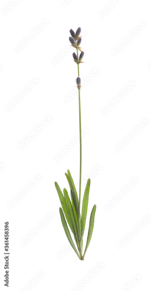 Fototapeta premium Beautiful fresh lavender flower isolated on white