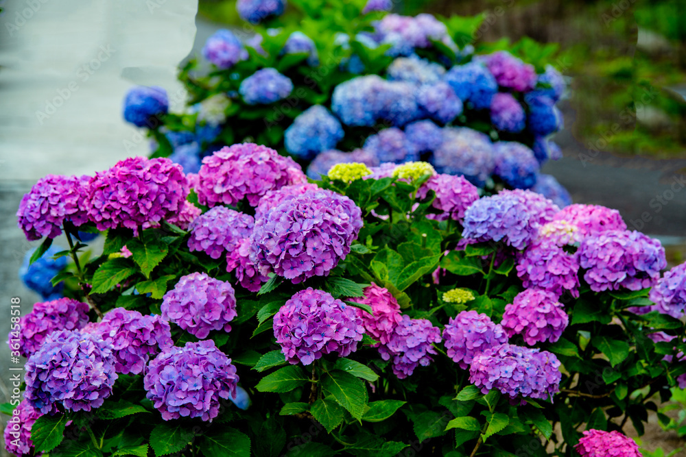 法花寺の紫陽花