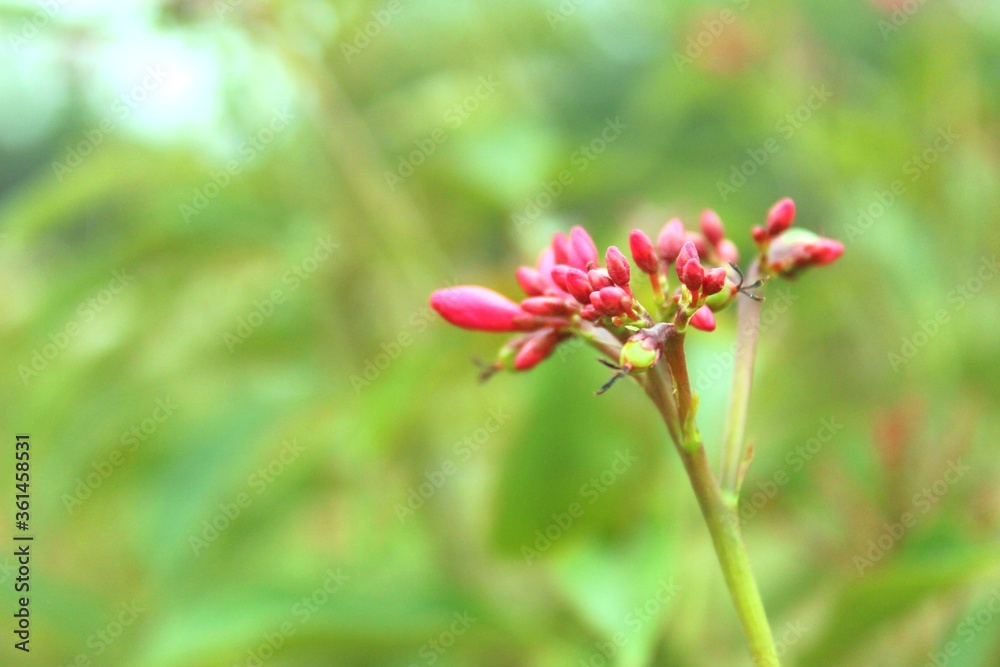 red flower in the garden red flower in the garden