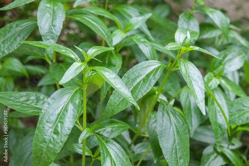 Group fresh green leaves andrographis paniculata or kariyat tree  fah talai jone   a Thai traditional herb and has antipyretic properties close-up.
