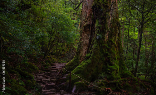 世界遺産屋久島 苔むす森の屋久杉（七本杉） photo