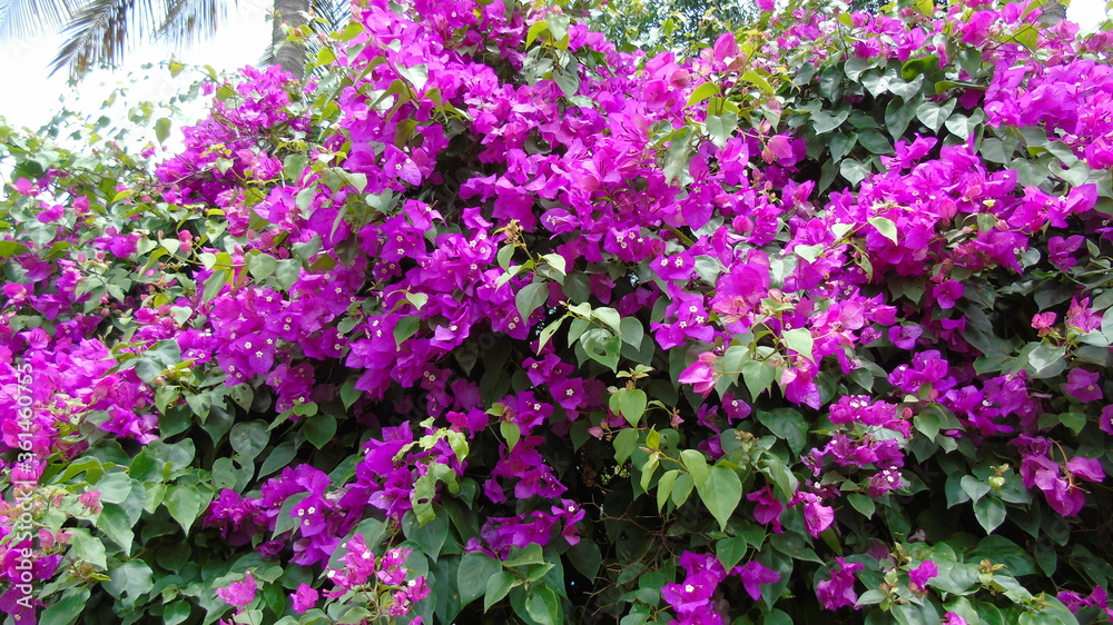 field of purple flowers