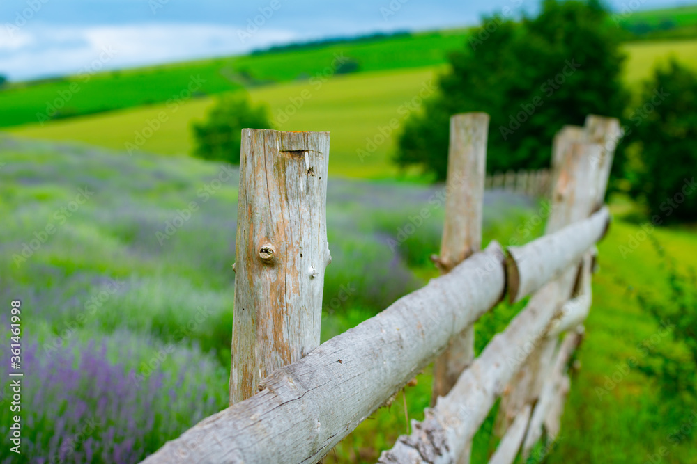 lavender bushes surrounded by a wooden fence on a beautiful summer day