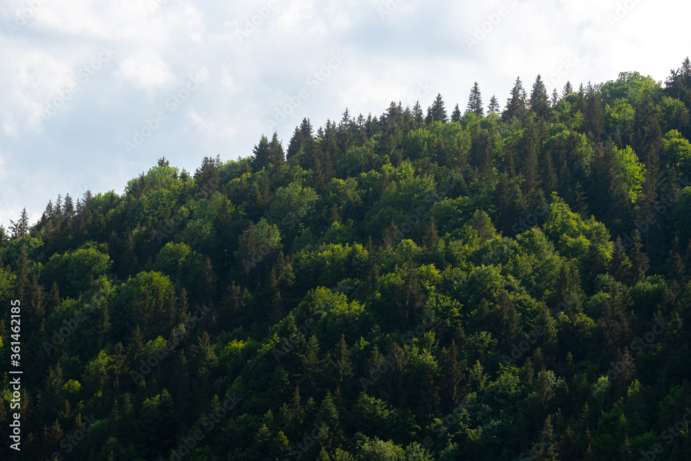 forest of green trees and fir trees in the mountains on a beautiful summer day