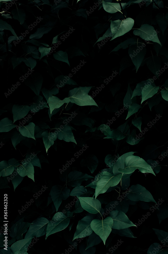 Fototapeta abstract green background