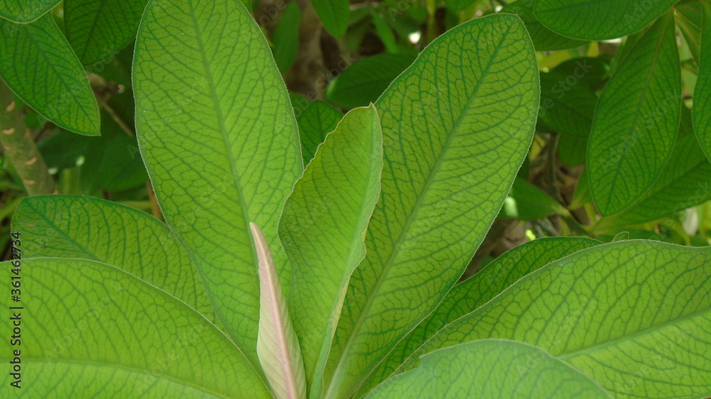 green leaves background green leaves background