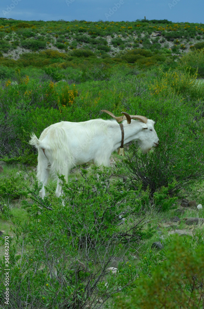 Obraz premium goat on the mountain