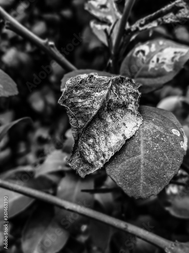 Rotten Leaf Black & White Photo photo