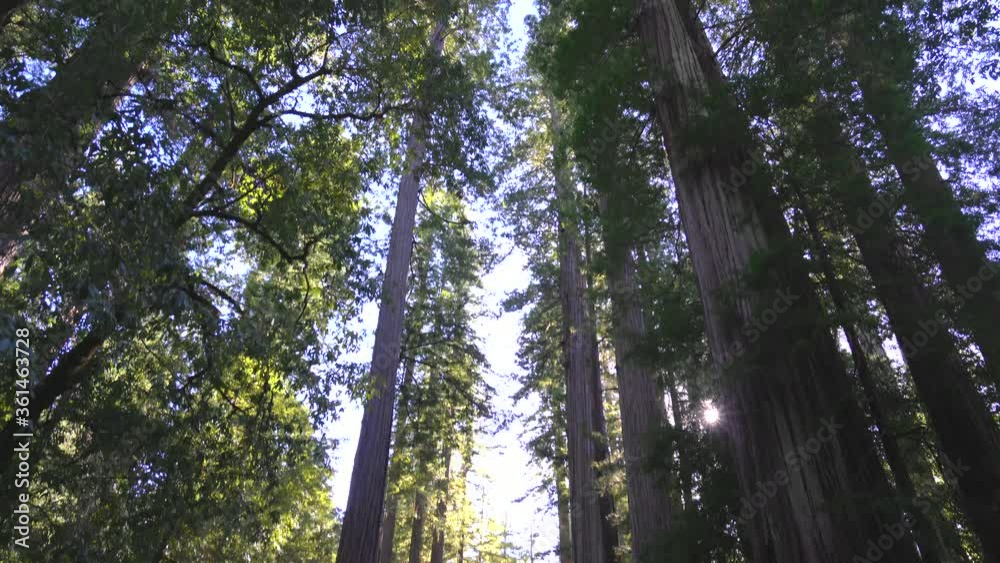 Redwood Forest in Northern California. Redwood Forest in Northern California.