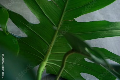 Monstera leaves tropical summer concept with black cement background  Tropical foliage plant outdoor