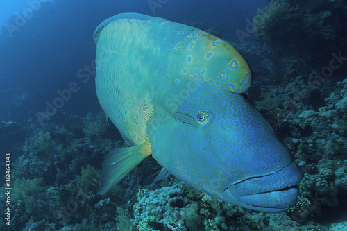 primo piano di pesce napoleone, Cheilinus undulatus, nella barriera corallina