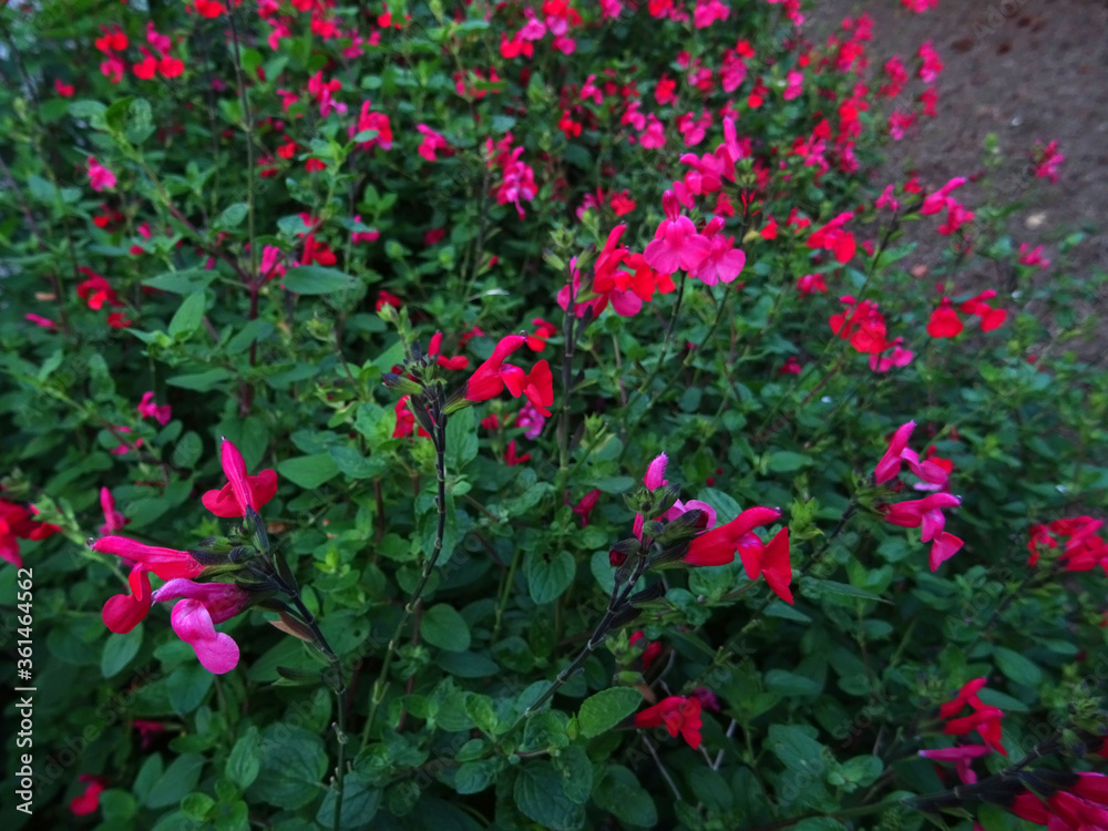 Fleurs rougs du jarin Fleurs rougs du jarin
