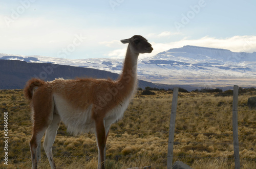 guanaco in the mountains