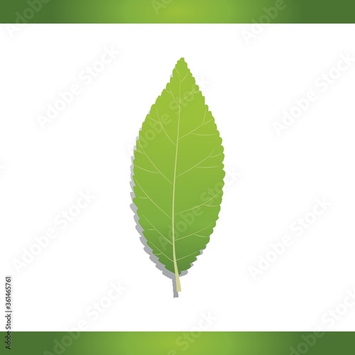 Chinese elm leaf