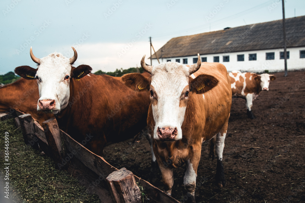 Cows on the form. Milk production. Household animals. Cows on the form. Milk production. Household animals.