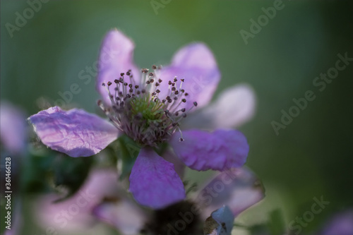 Wallpaper Mural Petals and stamen of the pink flowers of the Blackberry plant with blurres green background, Narrow depth of field Torontodigital.ca