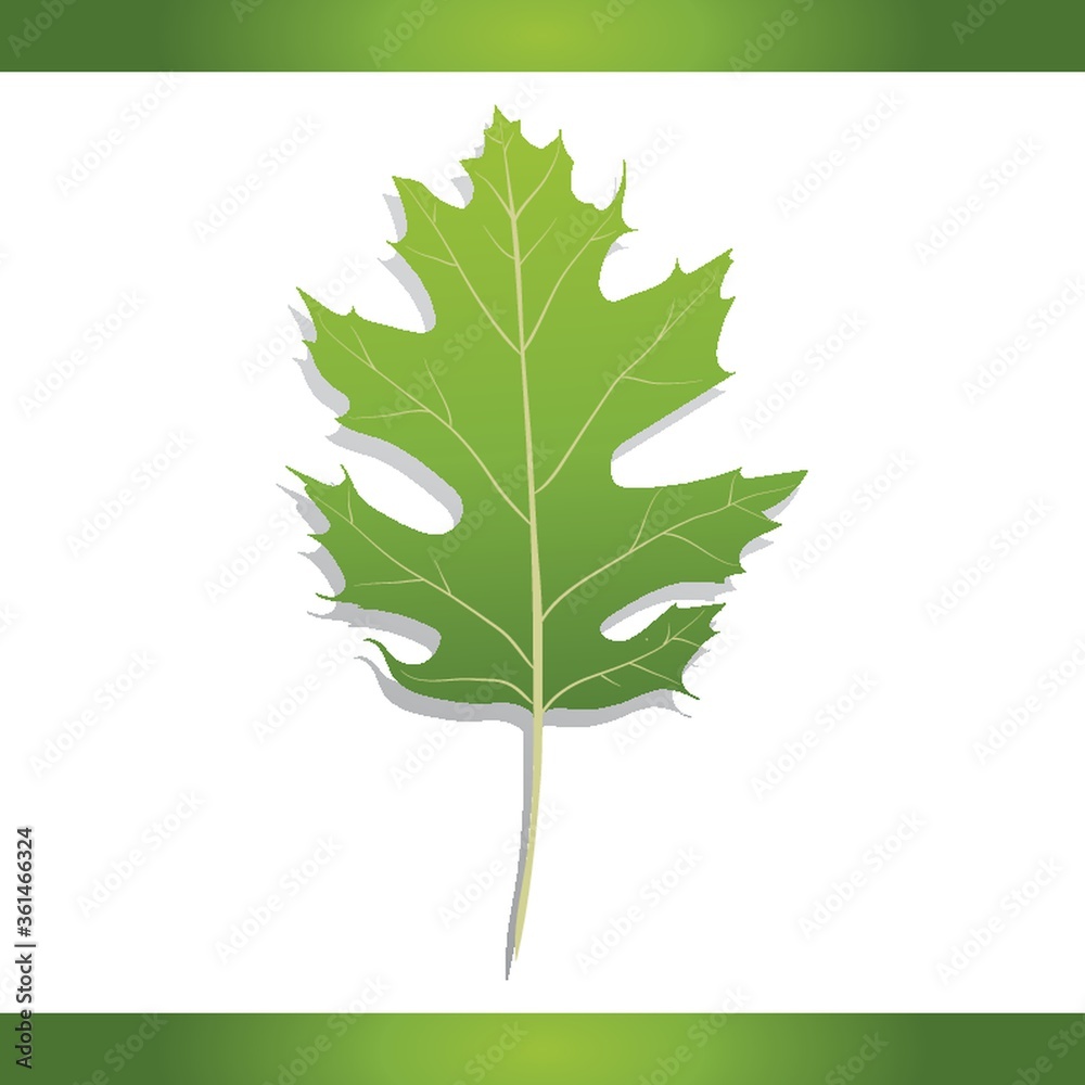 Fototapeta premium Black oak leaf