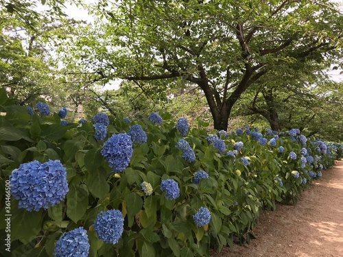 アジサイ　花畑　日本